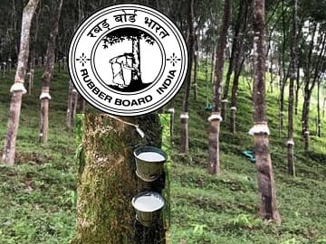 রাবার